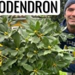Descubre los secretos para cultivar rododendros hermosos en macetas que dejarán a todos boquiabiertos
