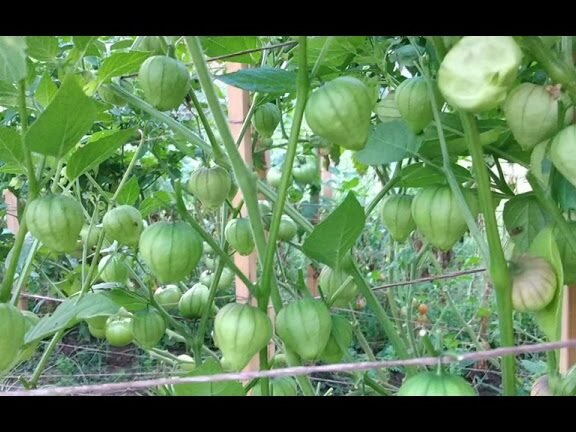 Descubre el momento perfecto y los secretos para cosechar tomatillos de tu jardín como un experto