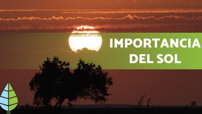 ¡Descubre los secretos para plantar calas y llenar tu jardín de belleza!