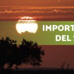 Atardecer con el sol en el horizonte y un árbol en silueta que destaca la importancia de la luz; Descubre cómo plantar physalis y disfruta de sus deliciosos frutos ¡Sigue nuestros consejos!