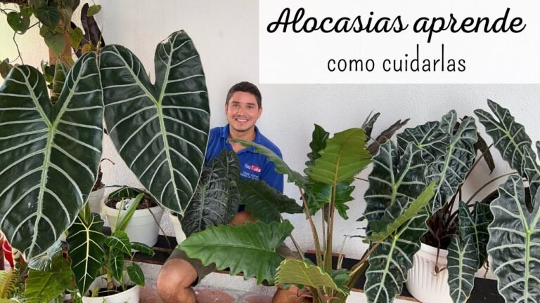 Guía completa: cómo plantar alocasias y lograr un jardín exótico