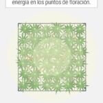 Macetas multiplanta: consejos para un jardín compacto