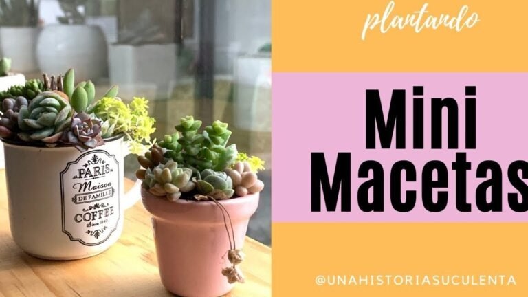 Descubre qué se puede plantar en macetas pequeñas: Guía completa y detallada