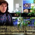 Descubre cómo salvar tus tomates del marchitamiento bacteriano antes de que sea demasiado tarde