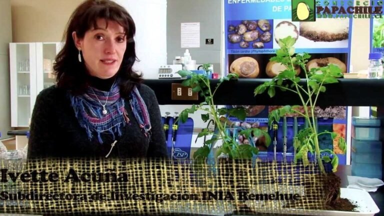 Descubre cómo salvar tus tomates del marchitamiento bacteriano antes de que sea demasiado tarde
