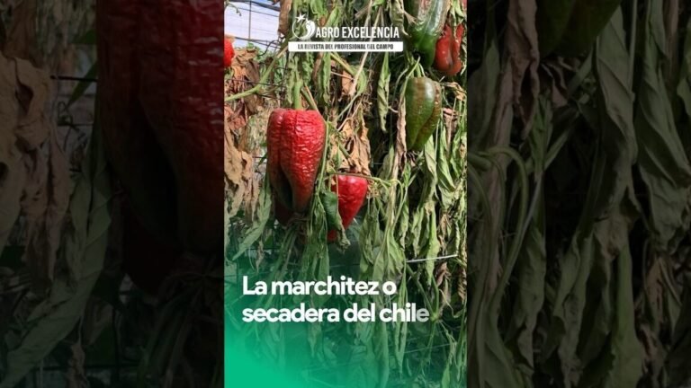 Descubre los secretos para combatir Fusarium: ¡Di adiós a la marchitez, el tizón y la podredumbre!