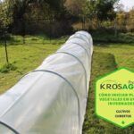 Maximiza tu espacio: qué plantar en un invernadero pequeño