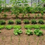 Mayo en tu huerto urbano: ¡plantas frescas y saludables!