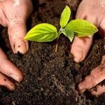 Mejora el suelo de tu huerto: Aprende cómo utilizar compost correctamente