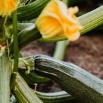 Mejora tu cosecha: qué plantar junto a los calabacines