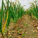 Mejora tus cultivos: qué plantar junto a los ajos