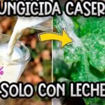 Descubre el secreto para eliminar el moho en polvo de tus plantas de forma efectiva y mantén tu jardín saludable todo el año