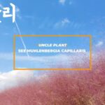 Descubre el secreto de la floración del pasto rosa: ¡no te lo querrás perder!