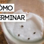 ¡Descubre los secretos para plantar Scarlet Runner Beans con éxito!