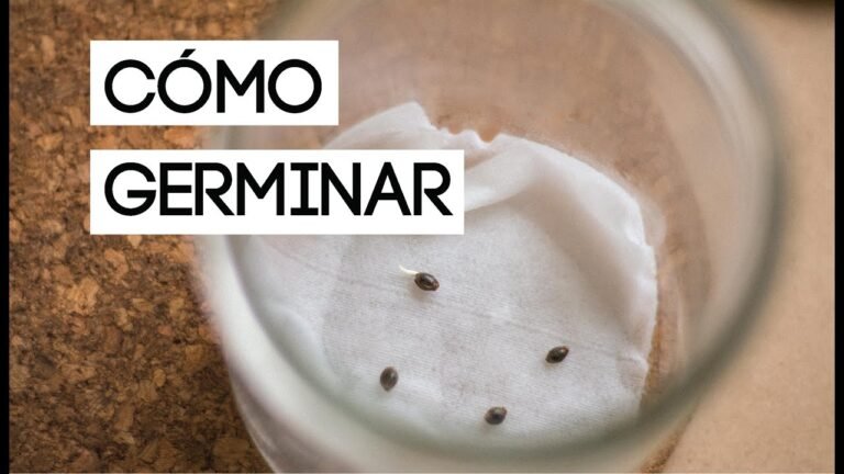 ¡Descubre los secretos para plantar Scarlet Runner Beans con éxito!