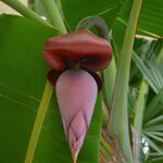 Musa Velutina: Cómo cultivar la exótica Platanera Rosa desde semillas