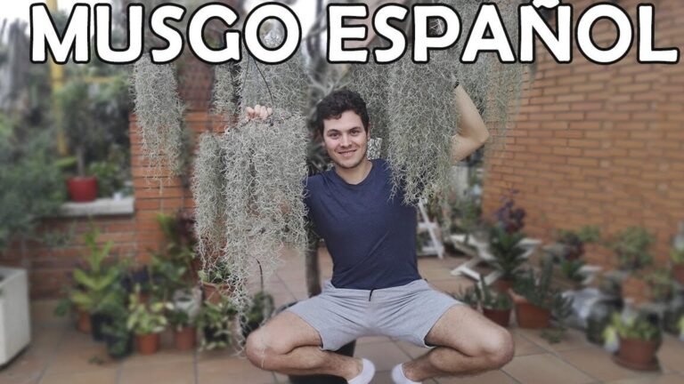 Descubre el fascinante mundo del musgo español y aprende a cultivarlo en casa como un experto