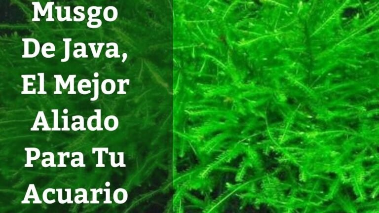 Plantar musgos de Java en tu acuario