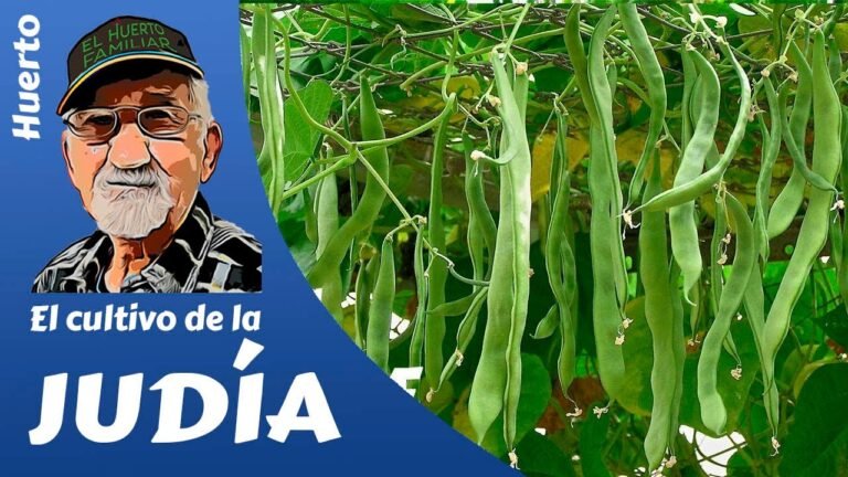 Cultiva judías verdes de forma sencilla y efectiva