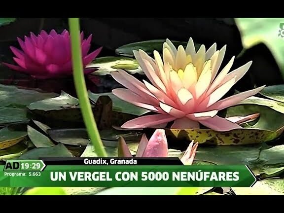 ¡Descubre la guía completa para plantar nenúfares en tu jardín!
