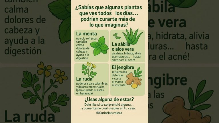 Ilustración informativa de plantas medicinales como menta, sábila, ruda y jengibre — Descubre 17 plantas nativas que transformarán tu jardín de sombra en un paraíso oculto