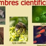 Descubre el secreto para fertilizar tu huerto y obtener verduras gigantes en tiempo récord