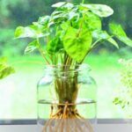 Nunca más riegues mal tus plantas: Descubre los mejores sistemas de riego para tu jardín