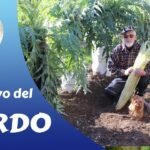 ¡Secretos para plantar cardos en tu jardín!