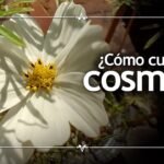 Secretos para plantar cosmos y embellecer tu jardín