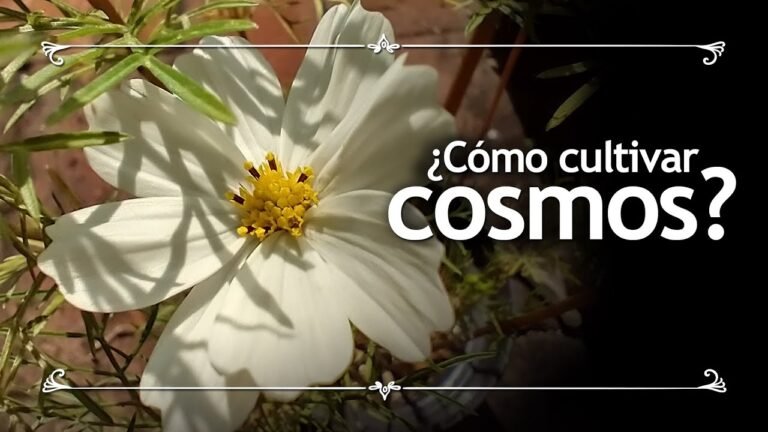 Secretos para plantar cosmos y embellecer tu jardín