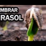 Cómo plantar girasoles en tu jardín