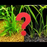 ¡Descubre cómo plantar Sagittarias con éxito en tu jardín!