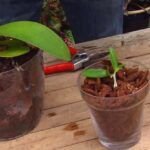 Orquídeas en casa: consejos para cultivar y cuidar