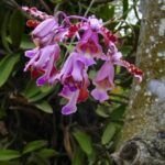 Orquídeas en troncos secos: guía para un jardín exótico