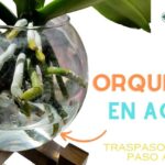 Descubre el secreto de las orquídeas hidropónicas que transformará tu hogar en un paraíso floral