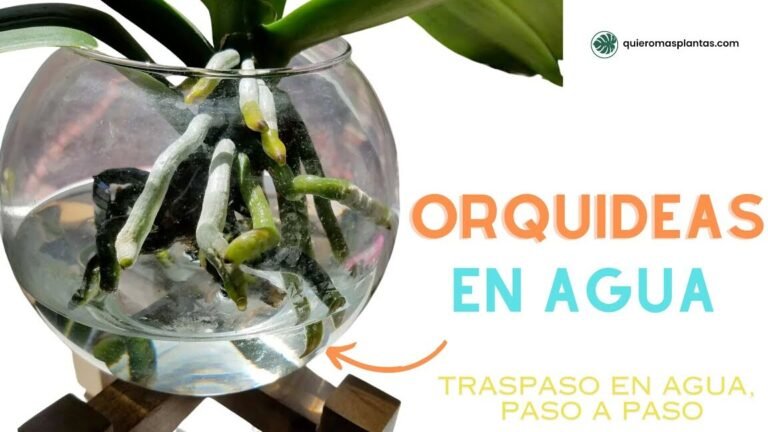 Descubre el secreto de las orquídeas hidropónicas que transformará tu hogar en un paraíso floral