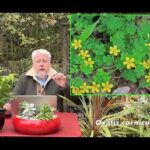 Guía completa: Cómo plantar Oxalis en tu jardín en solo 5 pasos, close-up de Oxalis corniculata con flores amarillas y macetas en un jardín
