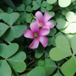 Descubre el asombroso trébol Candy Cane: Oxalis versicolor