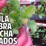 Consejos para plantar rúculas en tu jardín