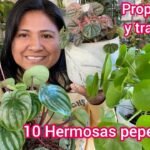 ¡Descubre los secretos para plantar tus peperomias con éxito!