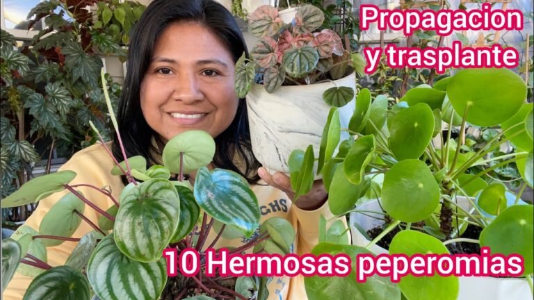 ¡Descubre los secretos para plantar tus peperomias con éxito!