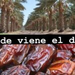 Descubre cómo plantar dátiles y disfruta de tu propia cosecha en casa con palmeras datileras y dátiles maduros en primer plano.