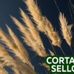 Descubre por qué el pasto de las pampas se ha convertido en la estrella de tu jardín y ¡consíguelo ahora!