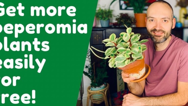 Descubre por qué la peperomia obtusifolia es la planta que transformará tu hogar en un oasis de belleza