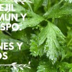 Hojas verdes y brillantes de perejil crespo con gotas de agua que muestran textura y frescura (¡Descubre el secreto para cultivar perejiles rizados como un experto en tu jardín!).