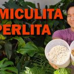 Descubre la impactante verdad sobre la perlite y la vermiculita que nadie te ha contado