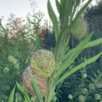 Ramas con cápsulas redondeadas y hojas alargadas en un arbusto ornamental; ¡Descubre cómo plantar Physocarpus y tener un jardín vibrante!