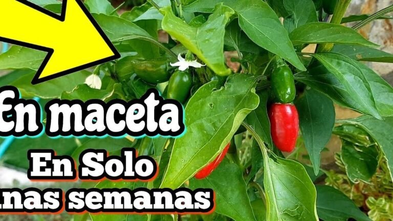 Guía para plantar pimientos jalapeños con éxito en tu hogar