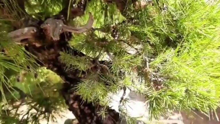 Guía Completa: Cómo Plantar Pinos de Alepo en tu Jardín