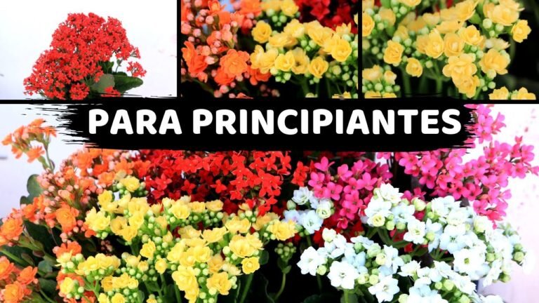 Guía paso a paso para plantar Kalanchoes y hacer que florezcan